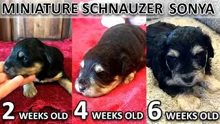 Thumbnail: Miniature Schnauzer Sonya puppy growing up from 2 to 6 weeks old | Cute Mini Schnauzer