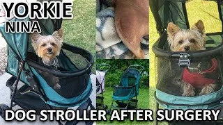 Thumbnail: Yorkie using Dog Stroller after surgery
