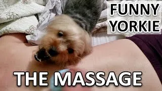 Thumbnail: Yorkie don't like mama having a massage | Funny Yorkie