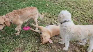 Thumbnail: Labrador Retriever vs Golden Retriever and his friends
