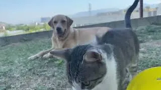 Thumbnail: Dog And Cat friends // Labrador Retriever With Cat -