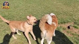 Thumbnail: Saint Bernard Vs Labrador