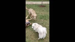Thumbnail: York Labrador Retriever With Friends Part 2