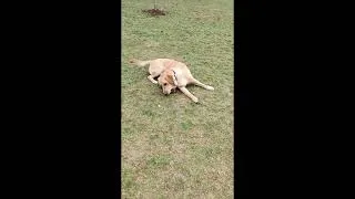 Thumbnail: York Labrador Retriever With Friends - Friends Story