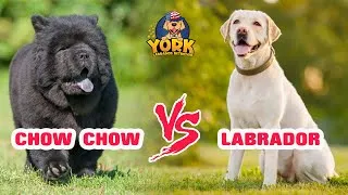 Thumbnail: Chow chow vs Labrador Retriever | Funny Dog