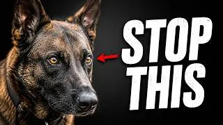 Thumbnail: 5 Innocent Habits Making Your Reactive Dog WORSE