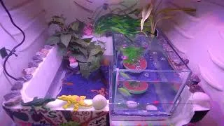 Thumbnail: Add some fish and light in aquarium tanks make #aquarium #beautiful #fish #bluebettafish #guppy