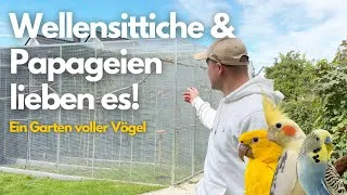 Thumbnail: Wellensittiche & Papageien lieben es! Ein Garten voller Vögel + Futter Spezial