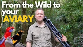 Thumbnail: From the Wild to your Aviary - How Wild Birds inspire Better Bird Care - YOUR PARROT Bird Food