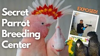 Thumbnail: Secret Portuguese Parrot Breeding Center EXPOSED!