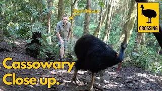 Thumbnail: I met the Cassowary - Wild Dinosaur in Australia