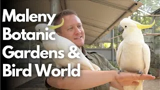 Thumbnail: Your Parrot - A visit of the Maleny Bird World - Macaws, Cockatoos and other Parrots!