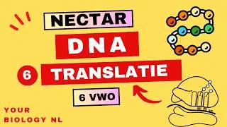 Thumbnail: 6 vwo | DNA | 6 | Translatie