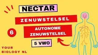 Thumbnail: 5 vwo | Zenuwstelsel | 6 | Autonome zenuwstelsel