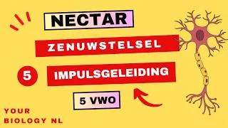 Thumbnail: 5 vwo | Zenuwstelsel | 5 | Impulsgeleiding