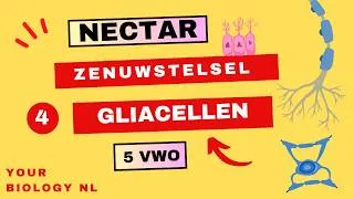 Thumbnail: 5 vwo | Zenuwstelsel | 4 | Gliacellen