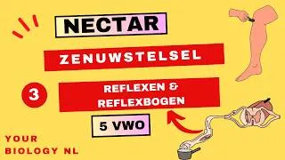 Thumbnail: 5 vwo | Zenuwstelsel | 3 | Reflexen & Reflexbogen