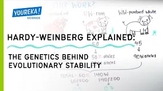 Thumbnail: Hardy-Weinberg Explained: The Genetics Behind Evolutionary Stability