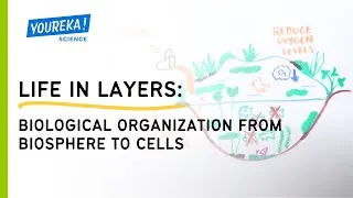 Thumbnail: Life in Layers: Biological Organization from Biosphere to Cells