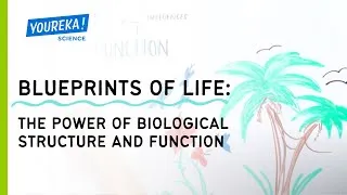 Thumbnail: Blueprints of Life: The Power of Biological Structure and Function