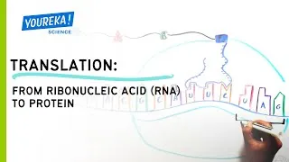 Thumbnail: Translation: From Ribonucleic Acid (RNA) to Protein