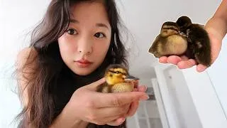 Thumbnail: Two Ducklings Took Over Our Home in Korea