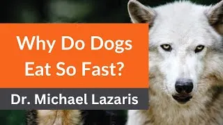 Thumbnail: Dr. Lazaris Reveals: Why Do Dogs Eat So Fast?