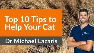 Thumbnail: 10 Tips To Help Your Cat Live Longer
