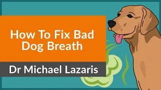 Thumbnail: Freshen Bad Dog Breath Fast With These 4 Things