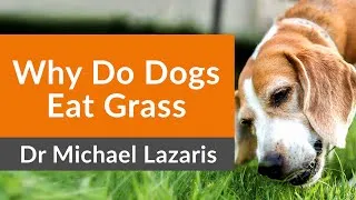 Thumbnail: ANSWERED: Why Dogs Eat Grass