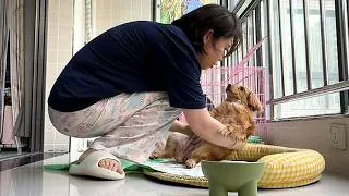 Thumbnail: A Poor Little Stray Followed My Dog Home and Didn’t Want to Leave!