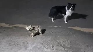 Thumbnail: An Elderly Man Gave Us the Dog He’d Raised for 5 Years, Then We Found Out He Was Deaf...
