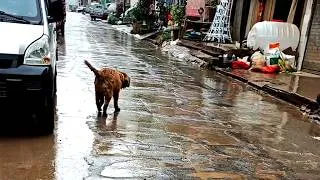 Thumbnail: Dad Said No to Adopting This Dog, So I Found Him Again the Next Day!