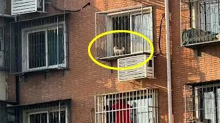 Thumbnail: After Buying the Puppy Who Lived on a Windowsill, We Cried With Joy