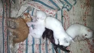Thumbnail: 5 extremely cute kittens having their first play fight (15 days old)
