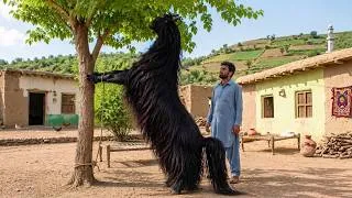 Thumbnail: Rarest Goat Breeds in the World