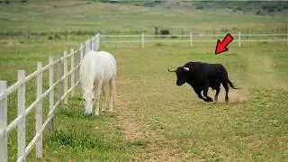 Thumbnail: This stupid bull attacked the wrong horse... and paid a heavy price!