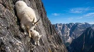 Thumbnail: 10 ANIMALS THAT THRIVE WHERE OTHERS DIE