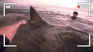 Thumbnail: The Worst Shark Attacks Recorded in 2026 (So Far)