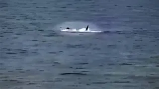 Thumbnail: The Recent Shark Attack at a Florida Navy Base That was Caught on Camera
