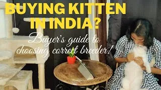 Thumbnail: Guide To Buy a Kitten in India || HOW TO BE A RESPONSIBLE BUYER || Steps To Select Good Breeder