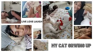 Thumbnail: MY RAGDOLL KITTEN GROWING UP | Cute Pet Moments Compilation | 1 MONTH TO 5 MONTHS