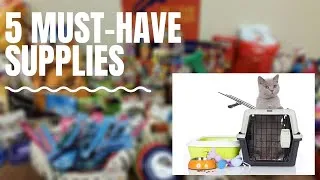 Thumbnail: 5 MUST-HAVE SUPPLIES FOR YOUR KITTEN IN INDIA | Products you Can Buy Before Getting a Kitten