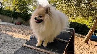 Thumbnail: My Dog Has a Pomeranian Play Date