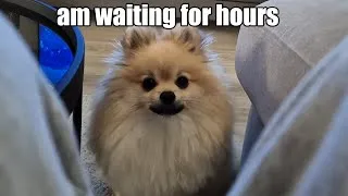 Thumbnail: Daily Life Routines | Episode 6 | Pomeranian Dog