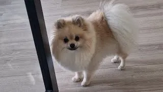 Thumbnail: Daily Life Routines | Episode 5 | Pomeranian Dog