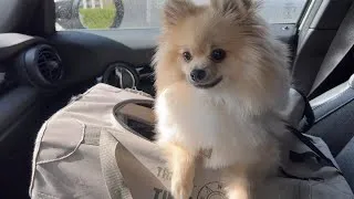 Thumbnail: Daily Life Routines | Episode 4 | Pomeranian Dog