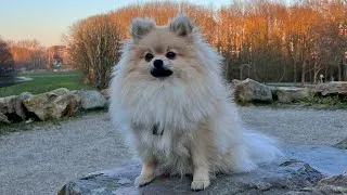 Thumbnail: Daily Life Routines | Episode 3 | Pomeranian Dog