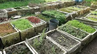 Thumbnail: EMERSED AQUATIC PLANT FARM
