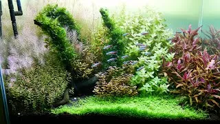 Thumbnail: Planted Aquarium | Step by Step Tutorial | Aquascaping